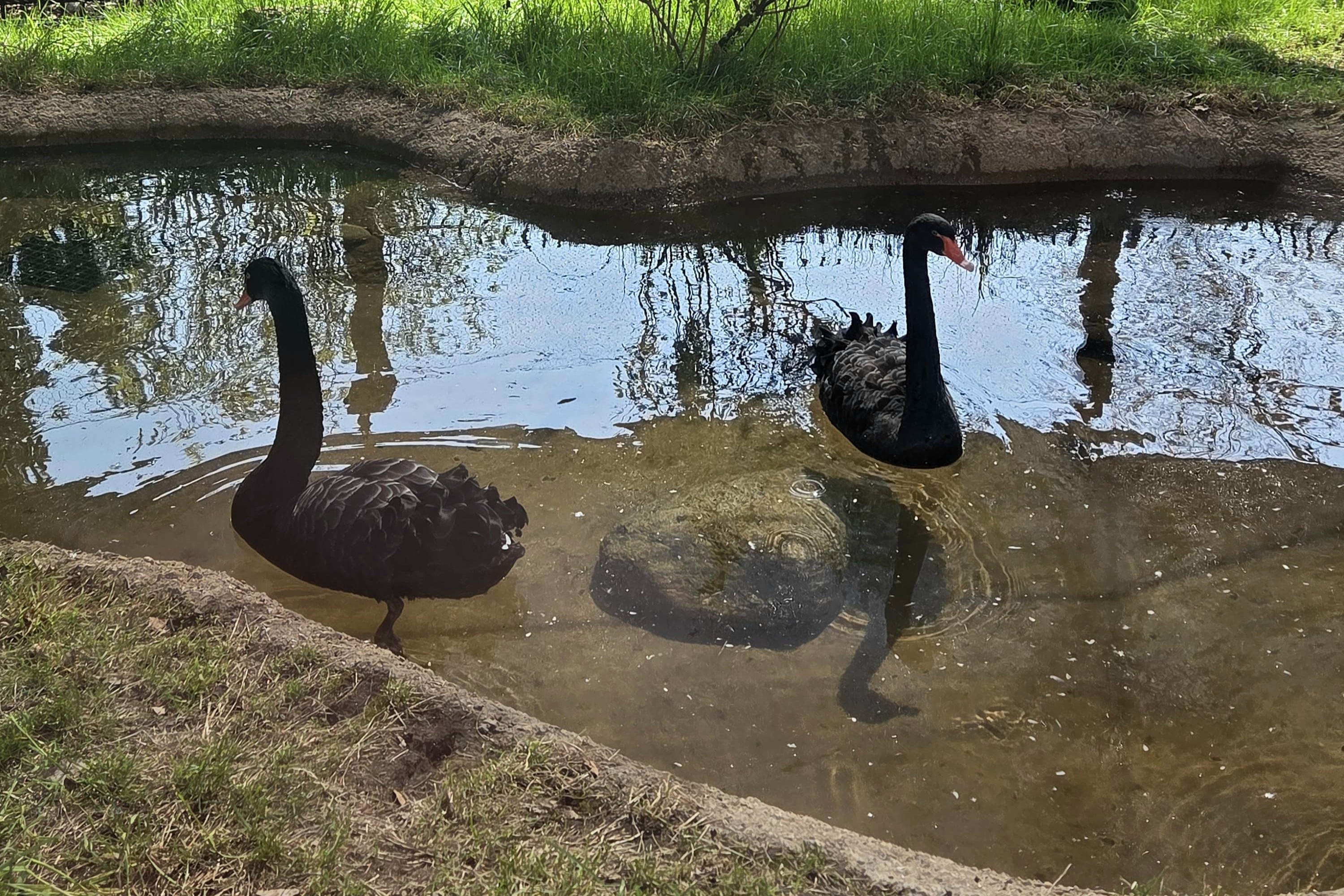 Black Swans