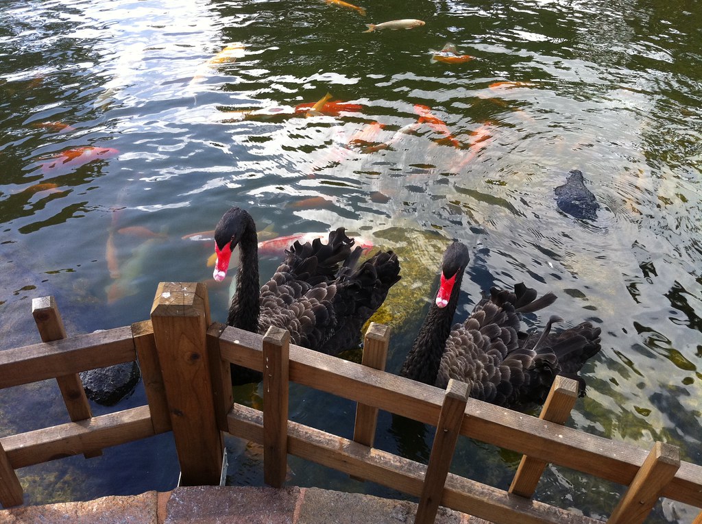 Black swans fenced pond